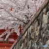 中山寺の桜１