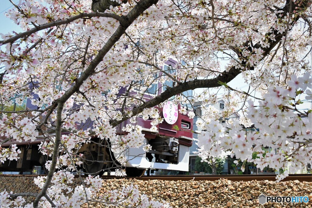 ＳＡＫＵＲＡ０１