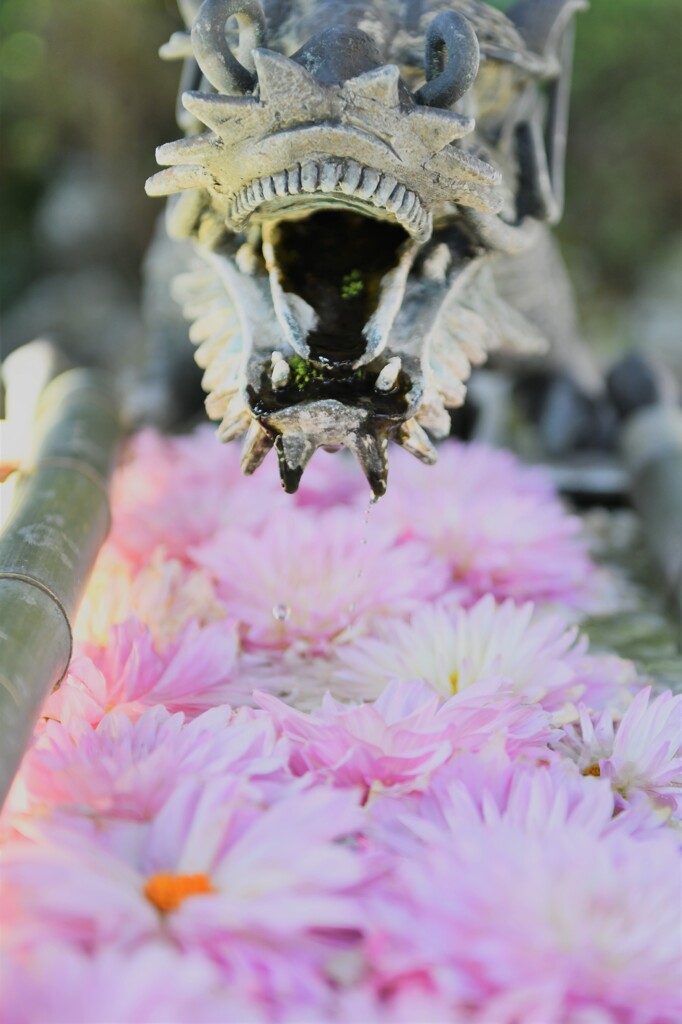 春色花手水