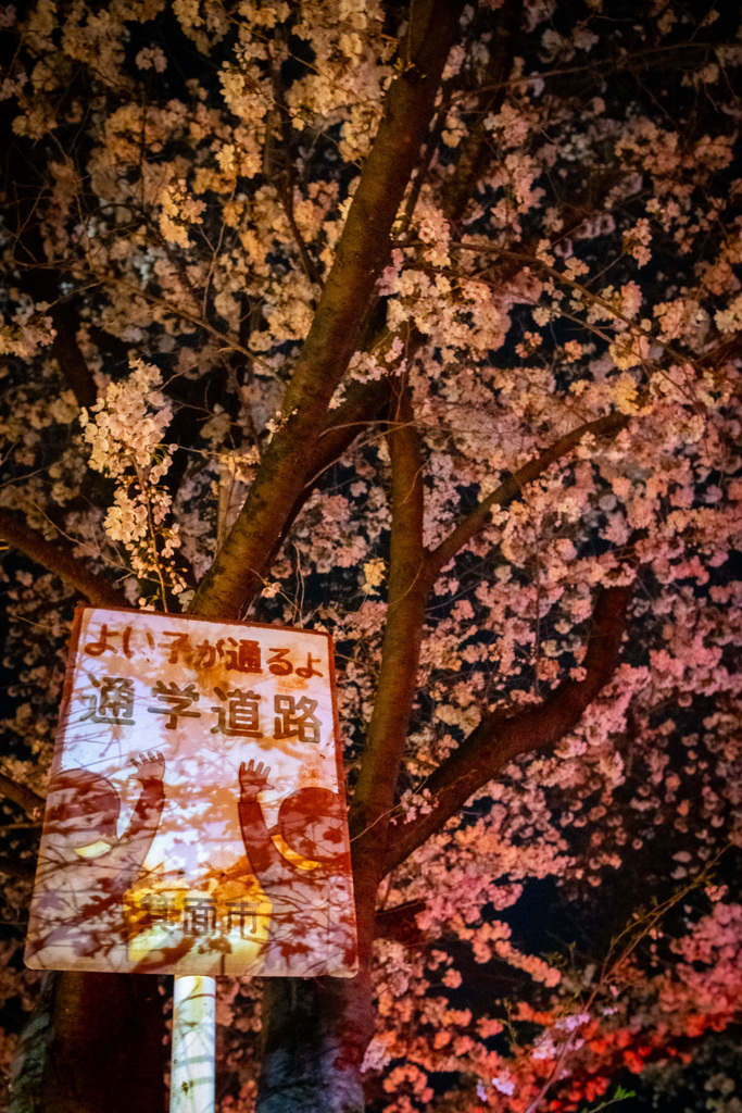 夜桜通学路