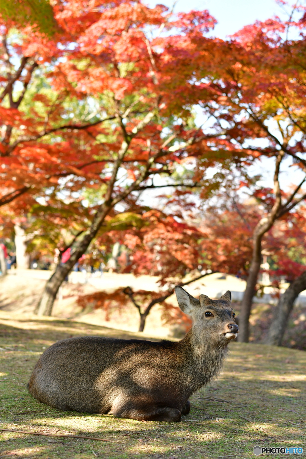 奈良公園の鹿さん
