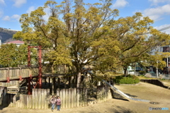 公園のシンボルツリー