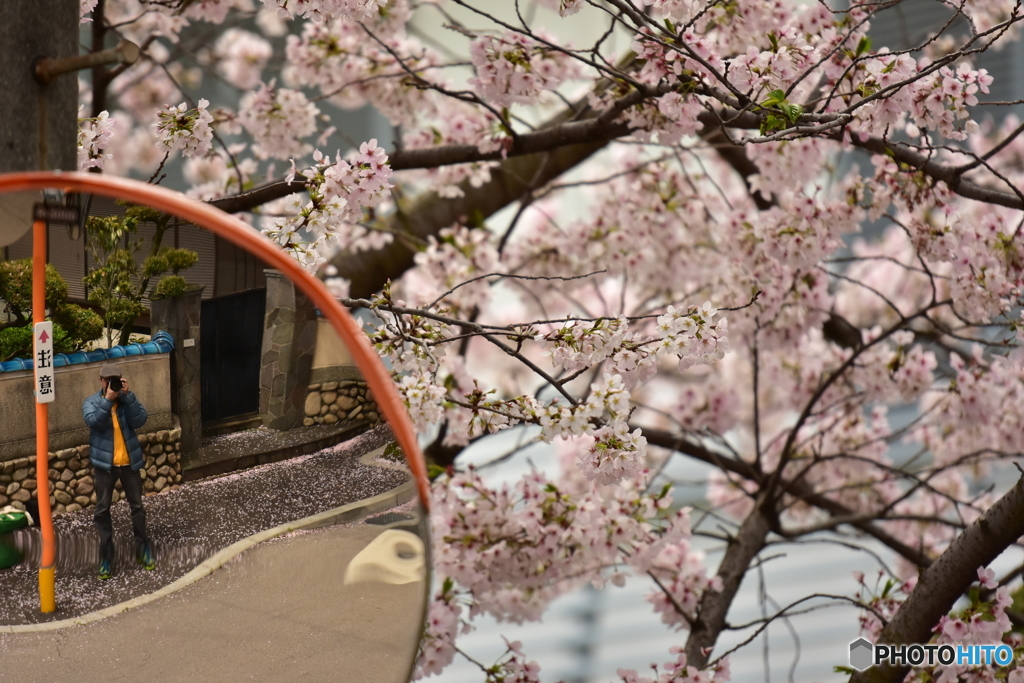 桜と私