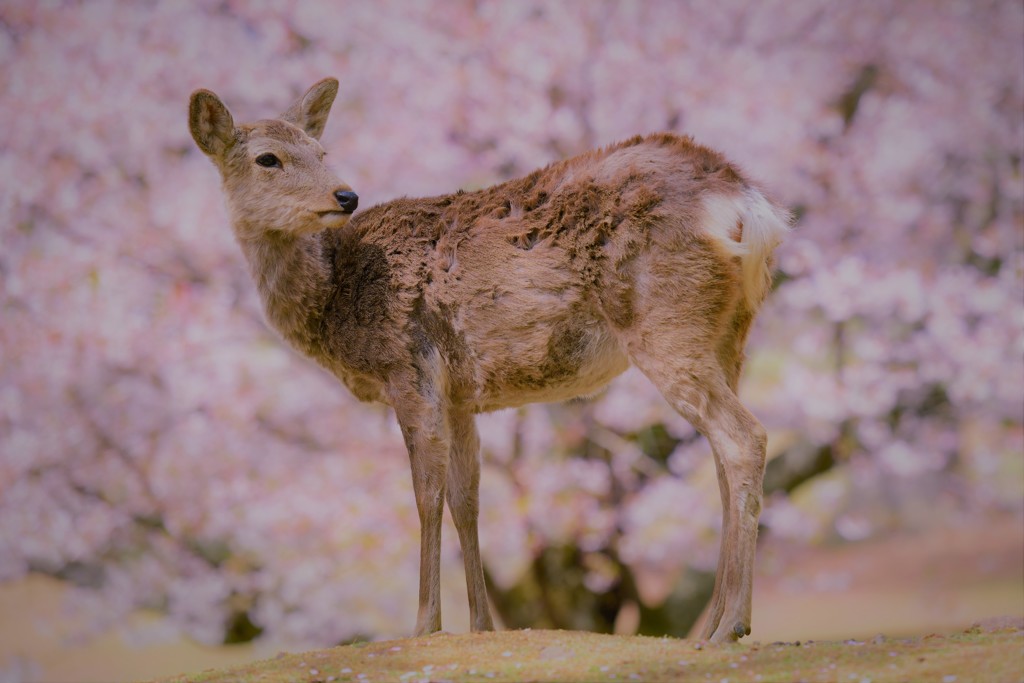 鹿桜