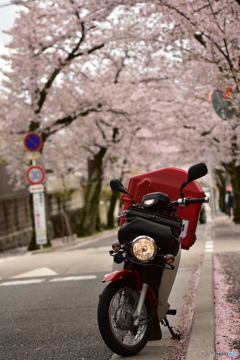 桜と郵便バイク