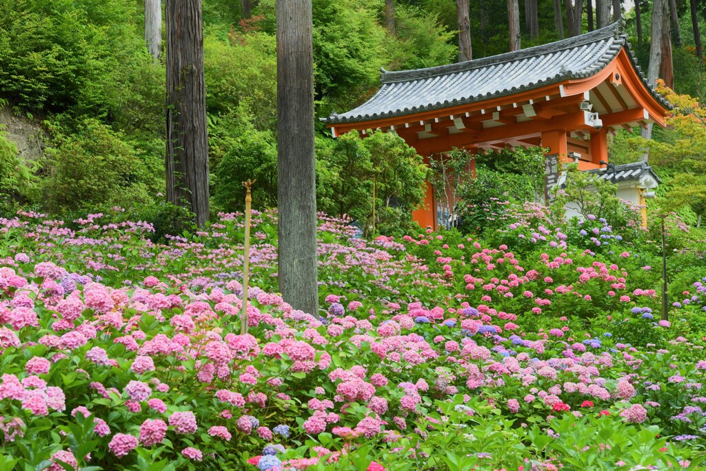 三室戸寺2020