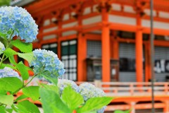 勝尾寺×紫陽花