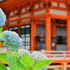 勝尾寺×紫陽花