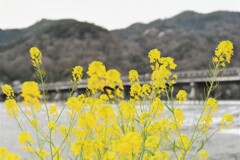 渡月橋と菜の花