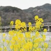渡月橋と菜の花