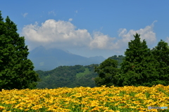 鳥取花回廊から大山を望む