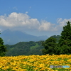 鳥取花回廊から大山を望む