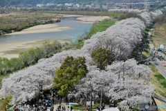 2018八幡背割堤