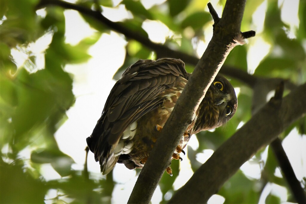 アオバズクの幼鳥