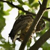 アオバズクの幼鳥