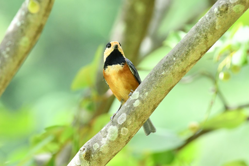 野鳥さん
