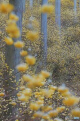 春の知らせ