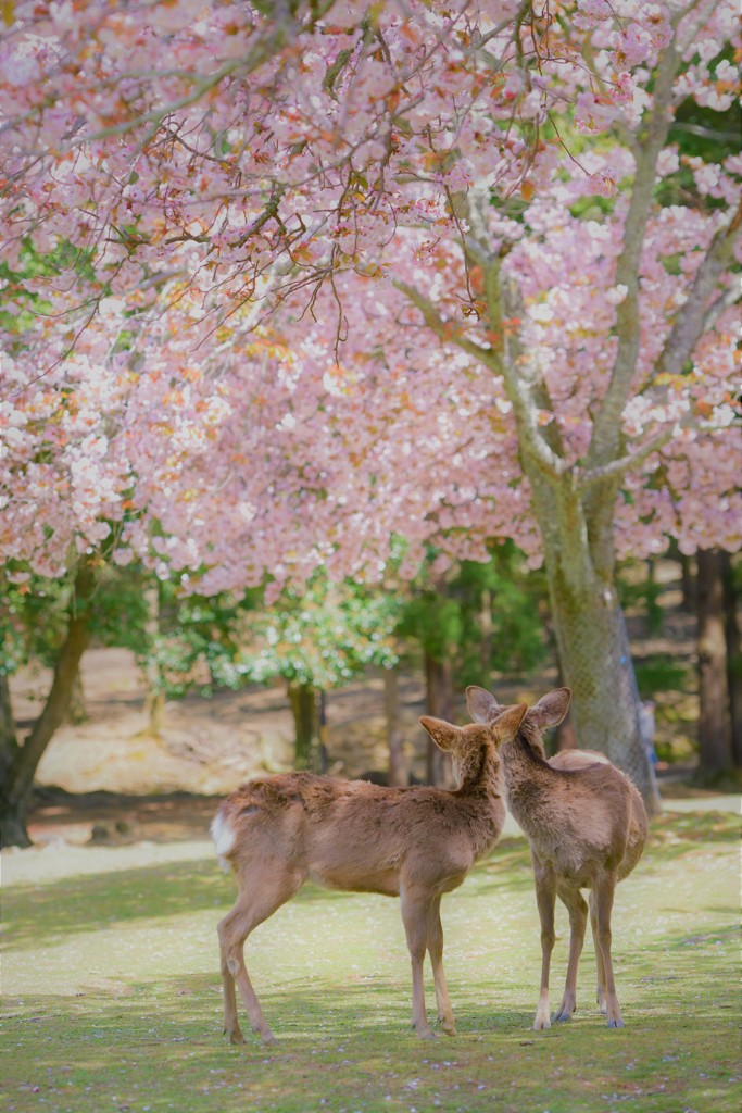 鹿さん達のお花見