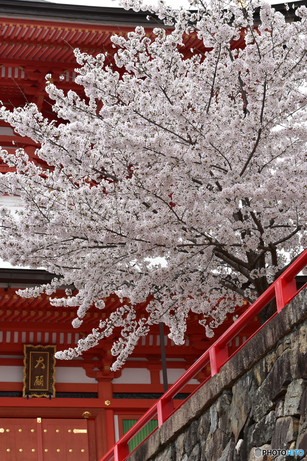 中山寺の桜２
