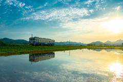 ６月の水田風景