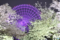 万博の夜桜