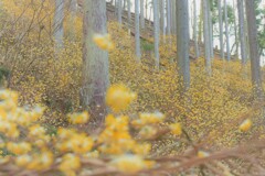 ミツマタの森