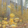 ミツマタの森