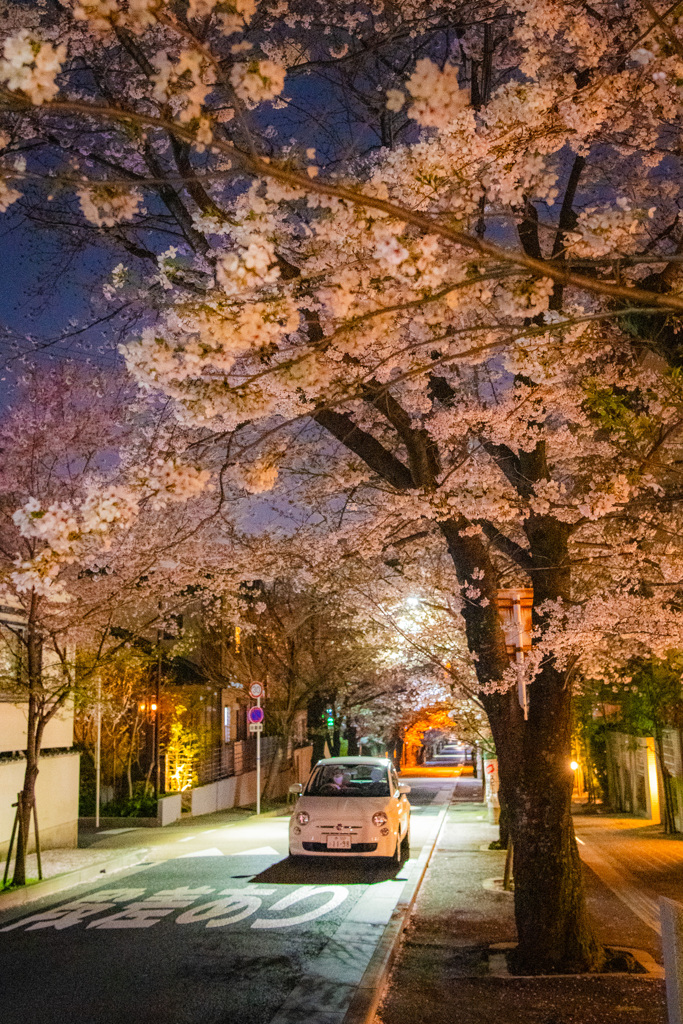 夜の桜通り