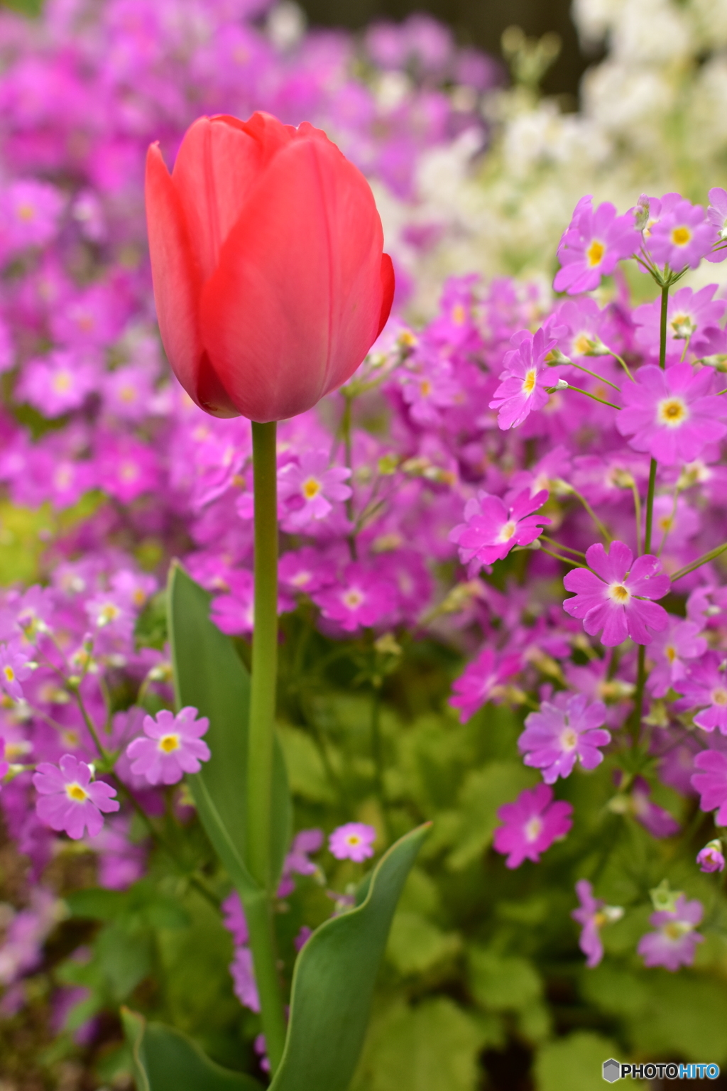我が家のお花