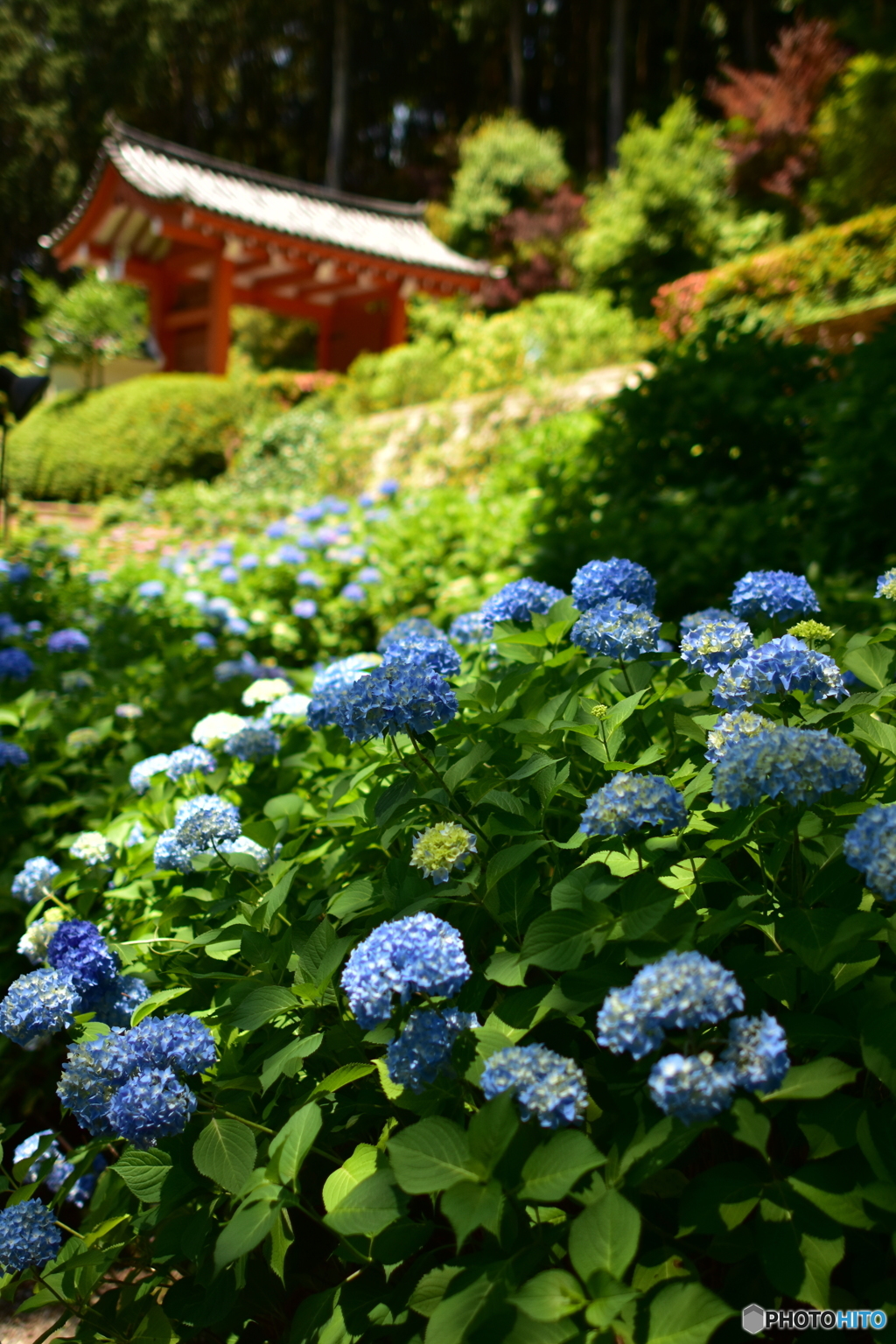 三室戸寺の紫陽花２