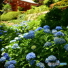 三室戸寺の紫陽花２