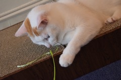 おもちゃとたわむれるぬこ様