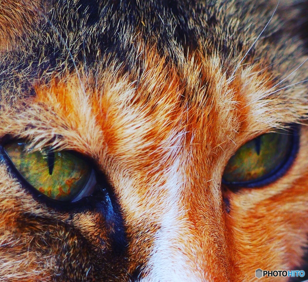 凛とした猫さん