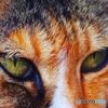 凛とした猫さん