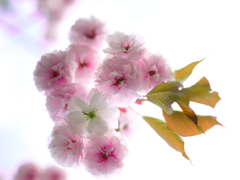 白一点