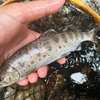 【魚注意】冷たい温もり