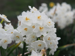 水仙ぢゃないかな