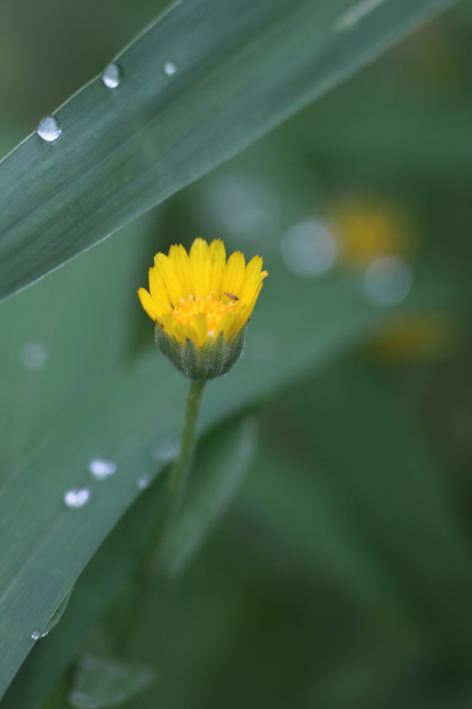 実家に咲いていた花１（草かも）