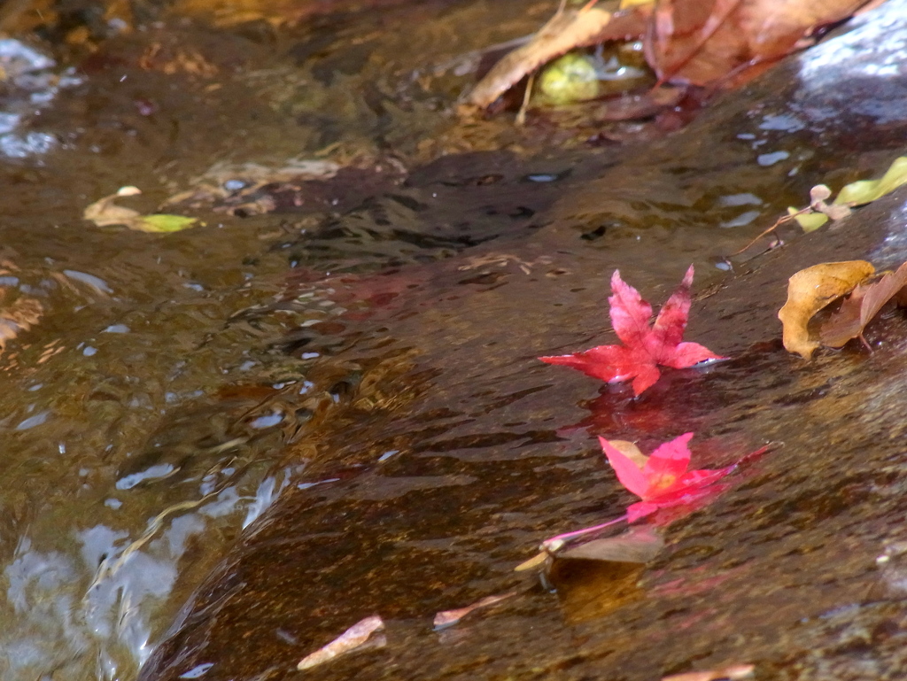 紅葉ふたは