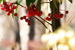 今年は紅白は観ないだろう