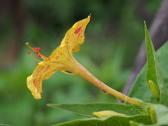 この花初めて撮った