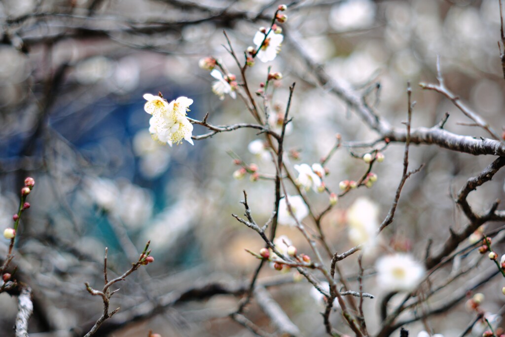 Indigo plum