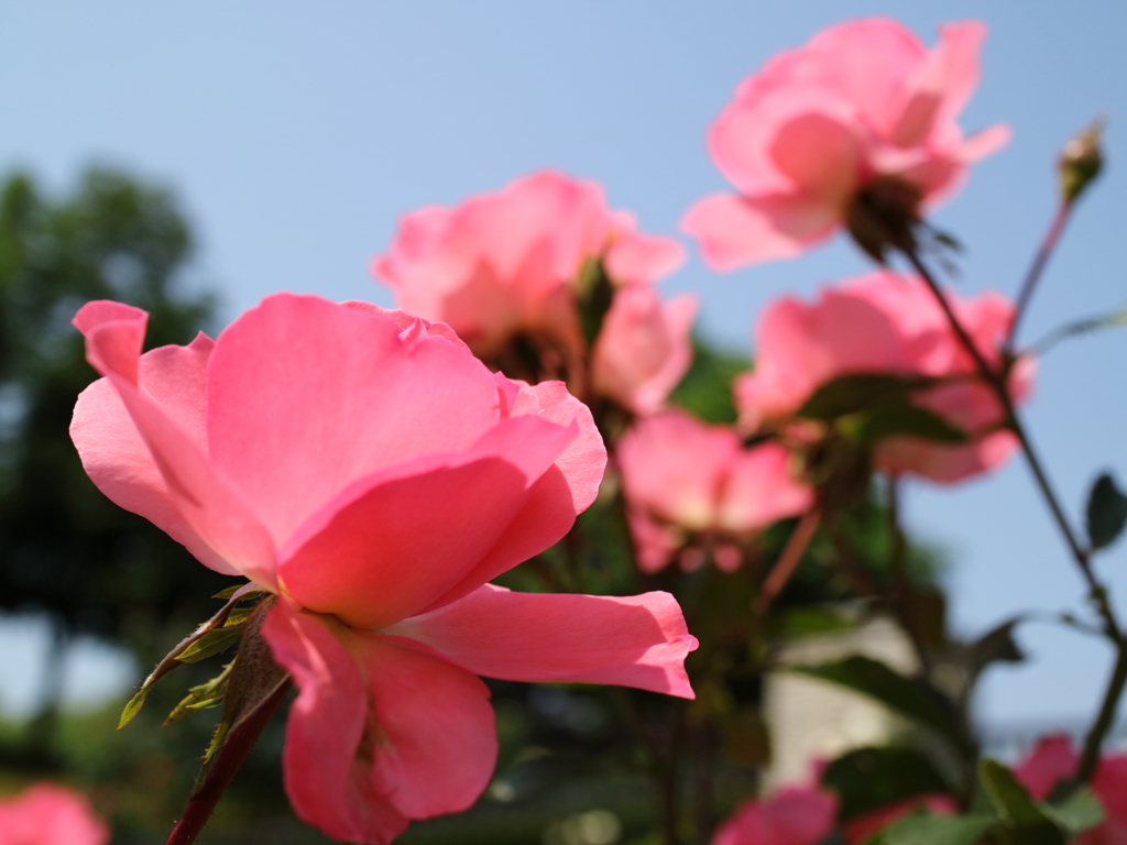 ROSE1