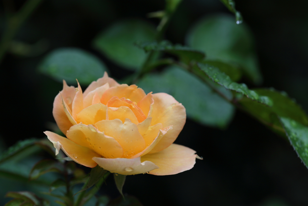 Modern Rose1