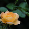 Modern Rose1
