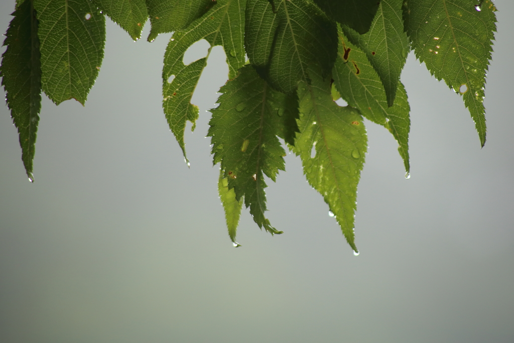 今日は雨降り