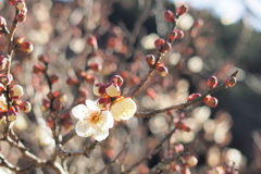 Plum blossom1