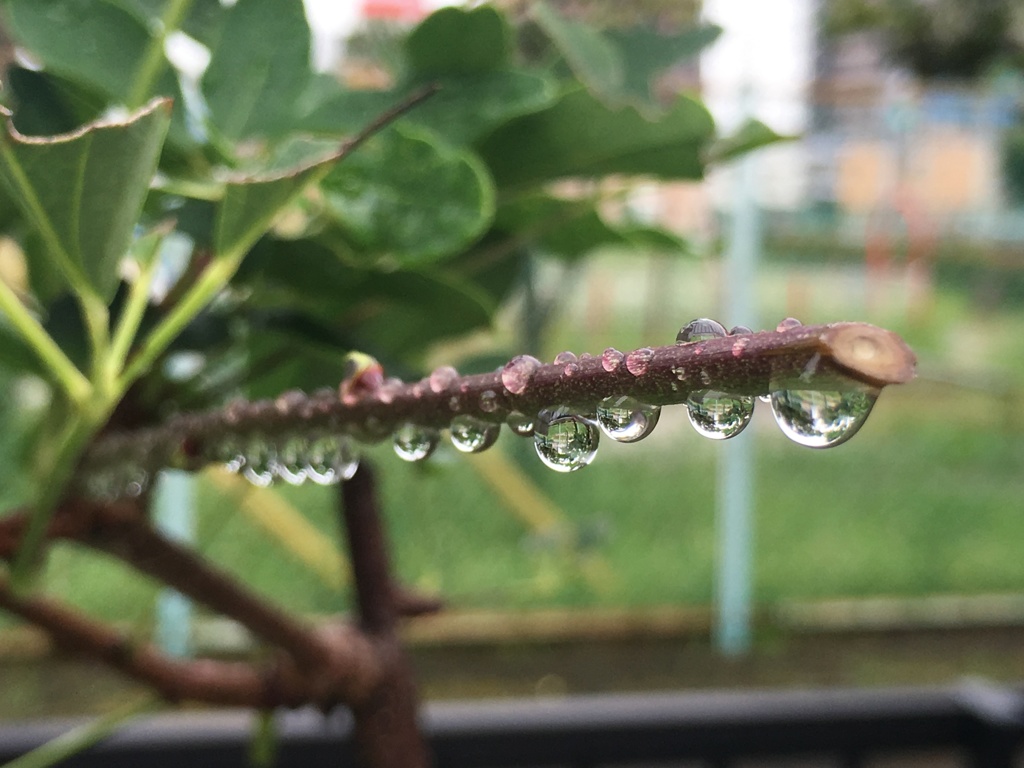 雨