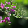 夏purple
