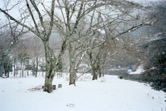 道志村の雪2